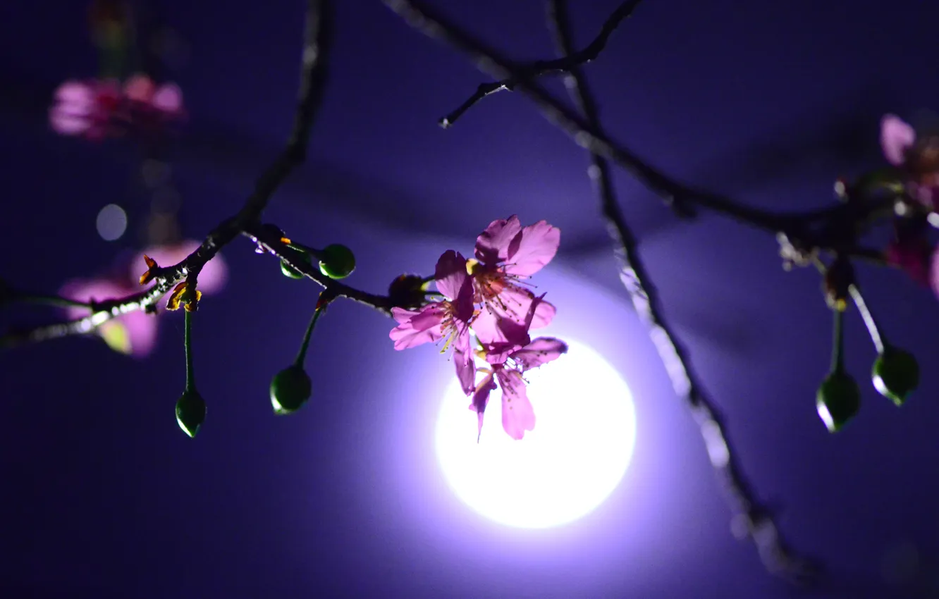 Photo wallpaper flower, night, cherry