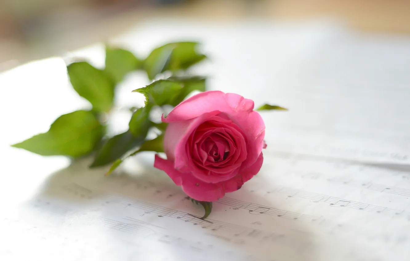 Photo wallpaper flower, notes, pink rose