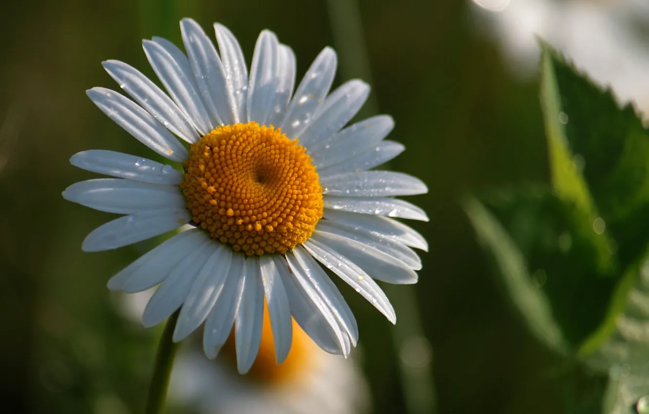 Photo wallpaper greens, white, flowers, yellow, background, widescreen, Wallpaper, chamomile