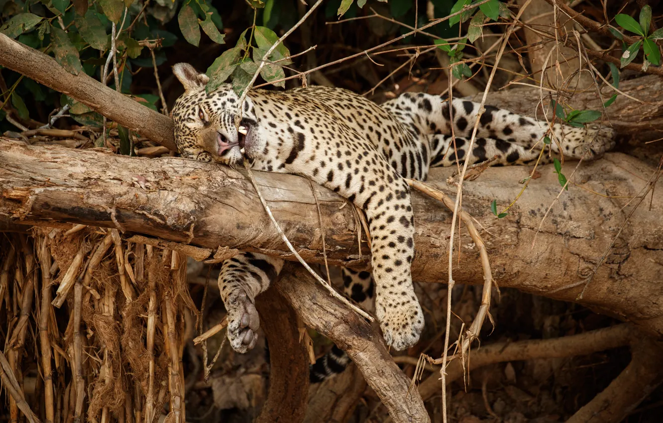 Photo wallpaper trees, predator, Jaguar, big cat, Wild Cat