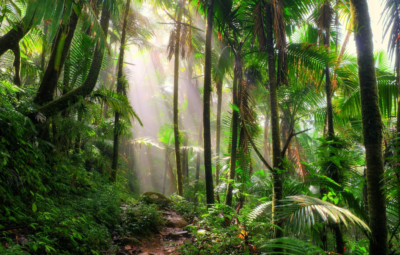 Photo wallpaper trees, nature, palm trees, trail, plants, jungle, trees, jungle