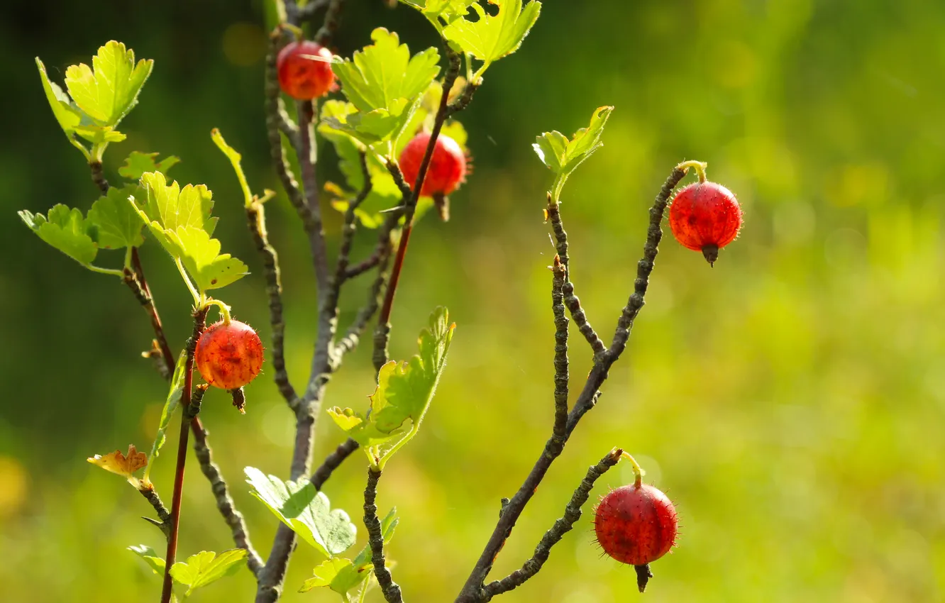 Photo wallpaper fruit, twig, gooseberry