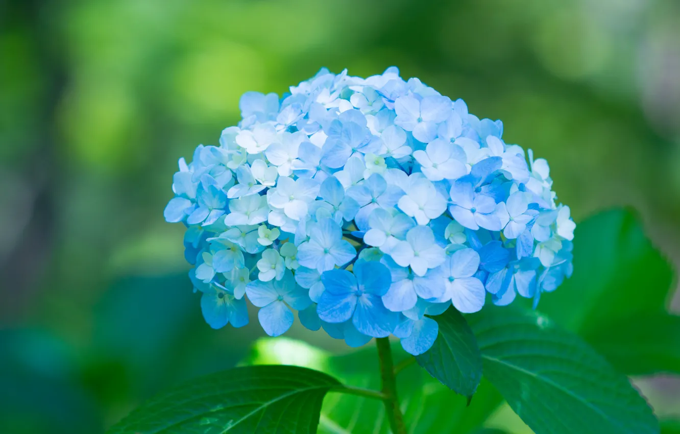 Photo wallpaper flowers, blue, petals, blue, flowers, hydrangea, petals, splendor