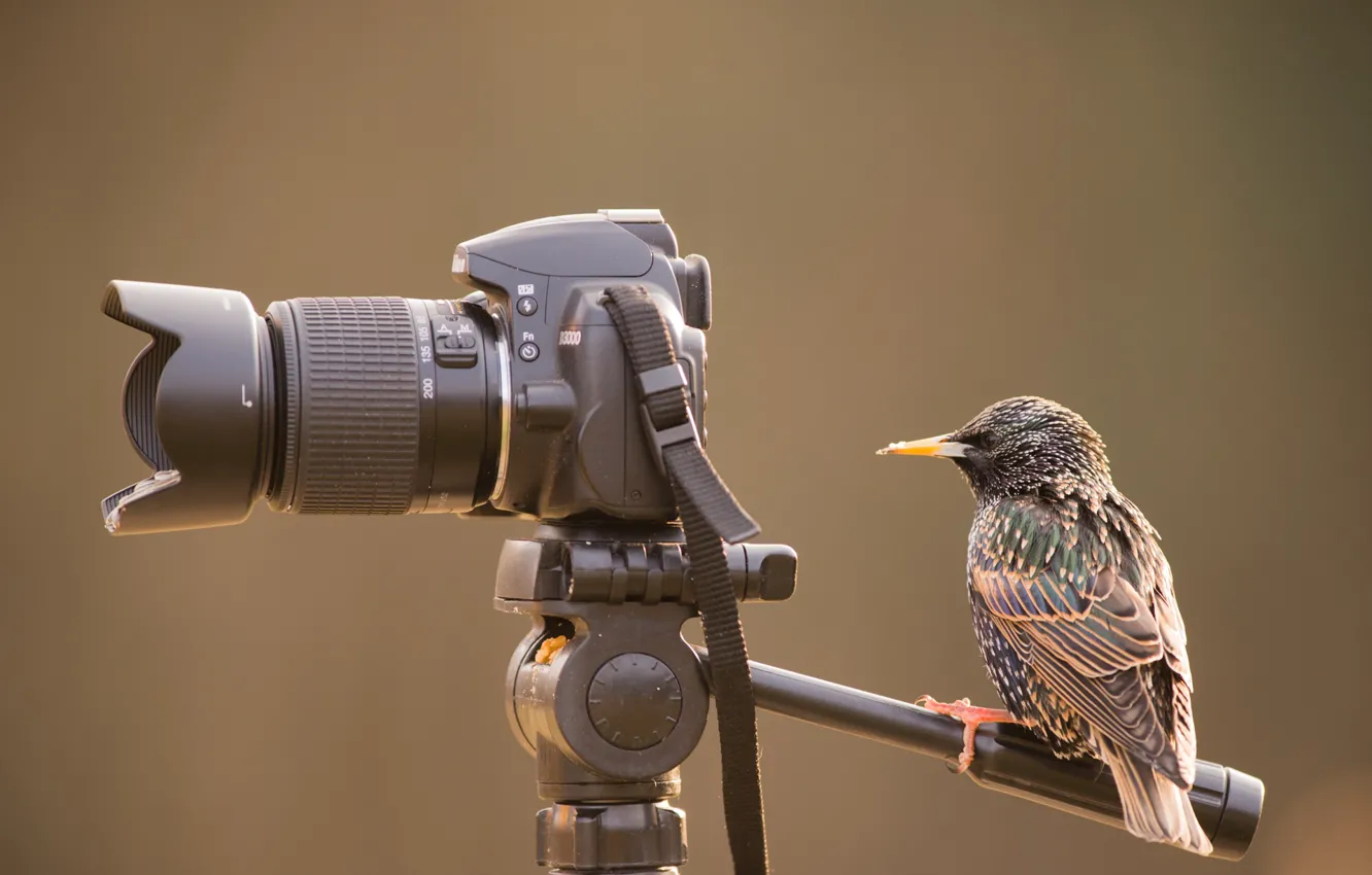 Photo wallpaper bird, the camera, rook