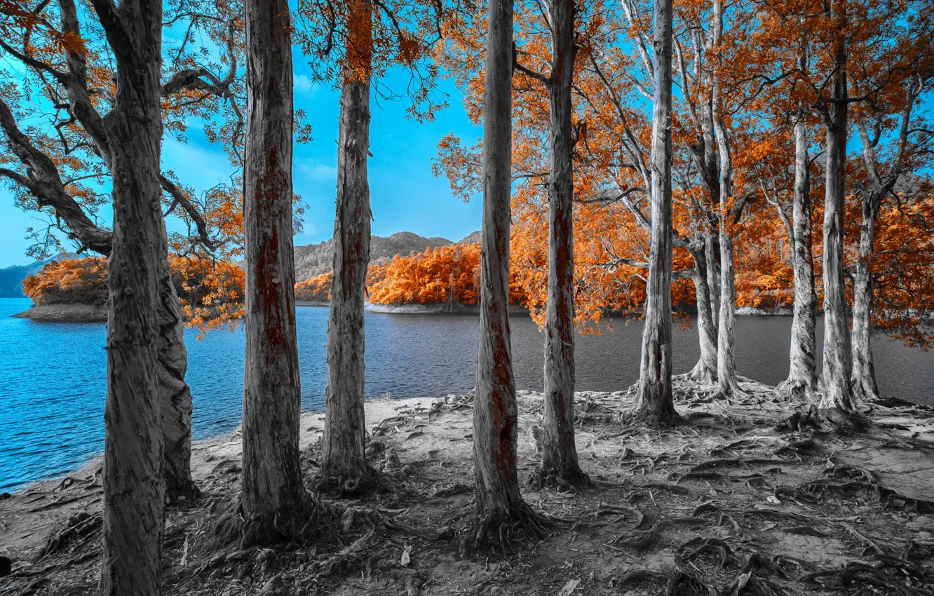 Photo wallpaper autumn, forest, the sky, trees, roots, blue, shore, pond