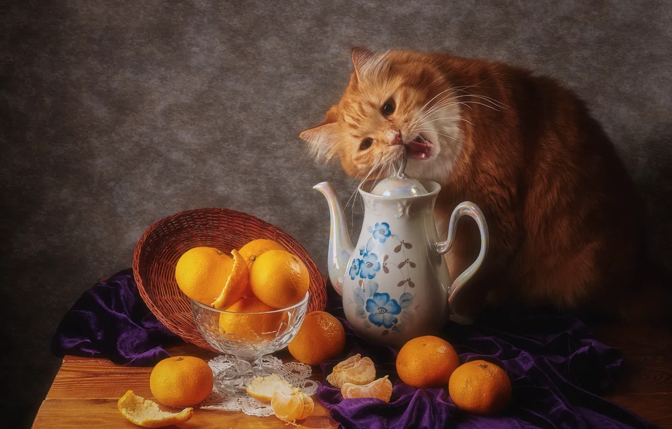 Photo wallpaper cat, cat, look, face, pose, the dark background, table, food