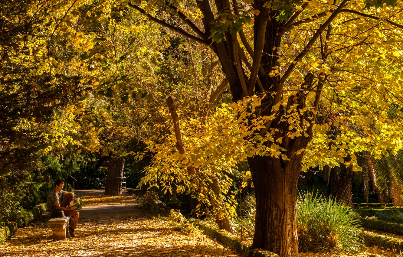 Photo wallpaper autumn, trees, nature, Park, people, alley, falling leaves, trees
