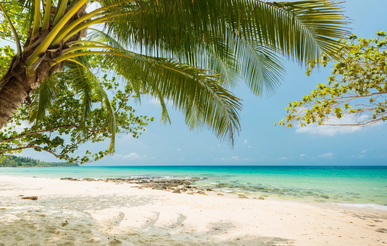 Photo wallpaper sand, sea, beach, summer, tropics, palm trees, summer, beach