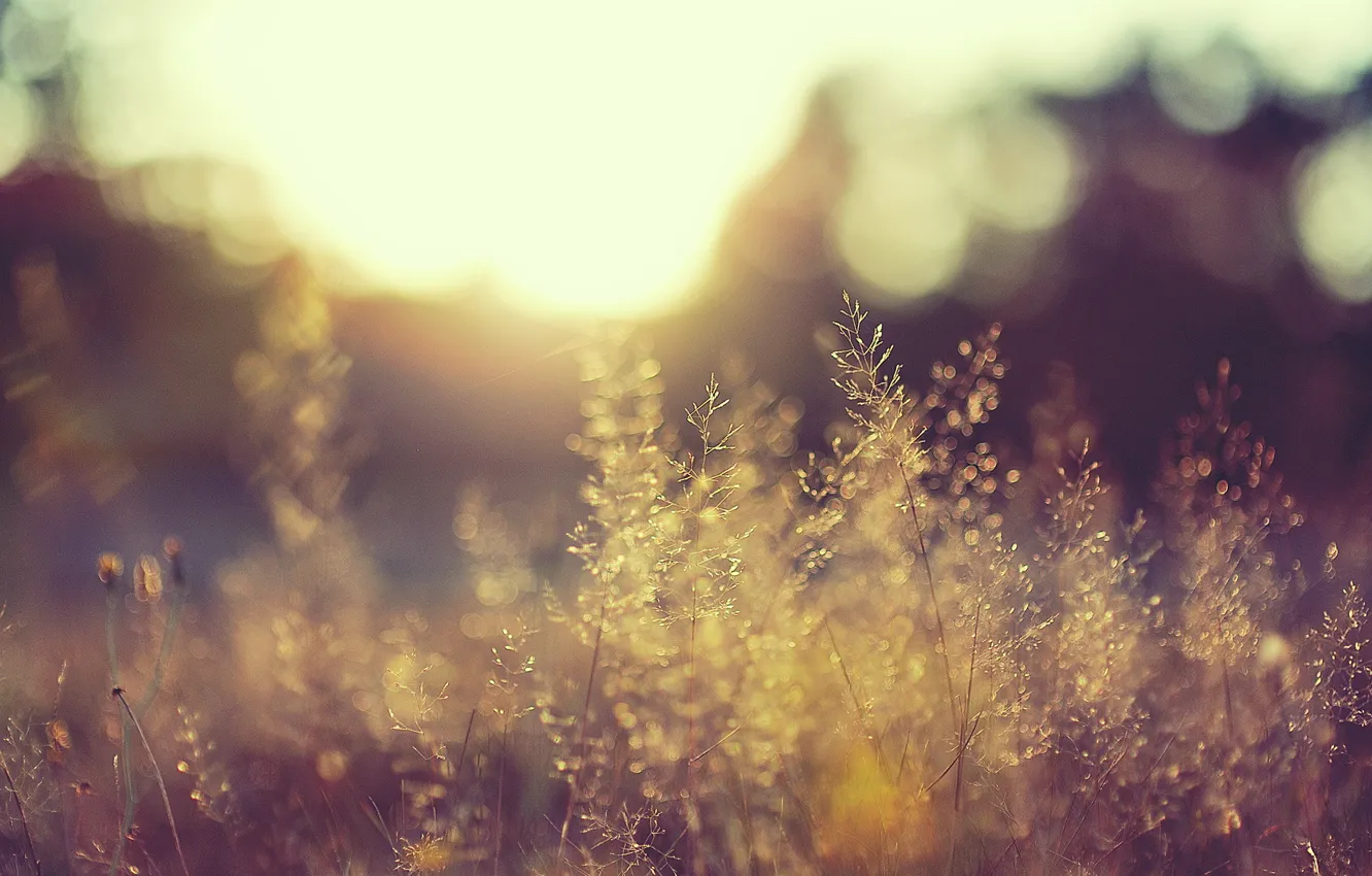 Photo wallpaper field, the sun, light, nature, plant, day