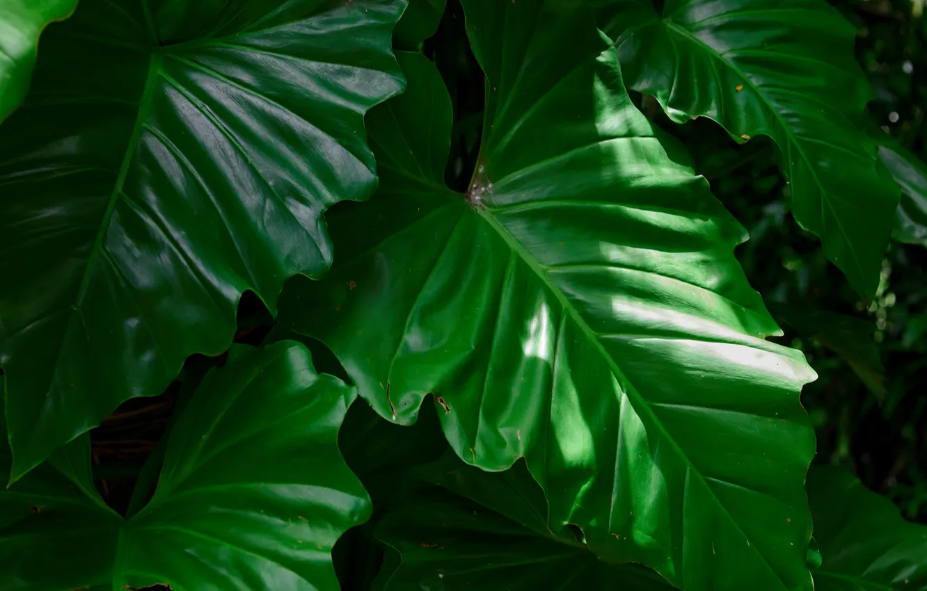 Photo wallpaper leaves, plant, Philodendron