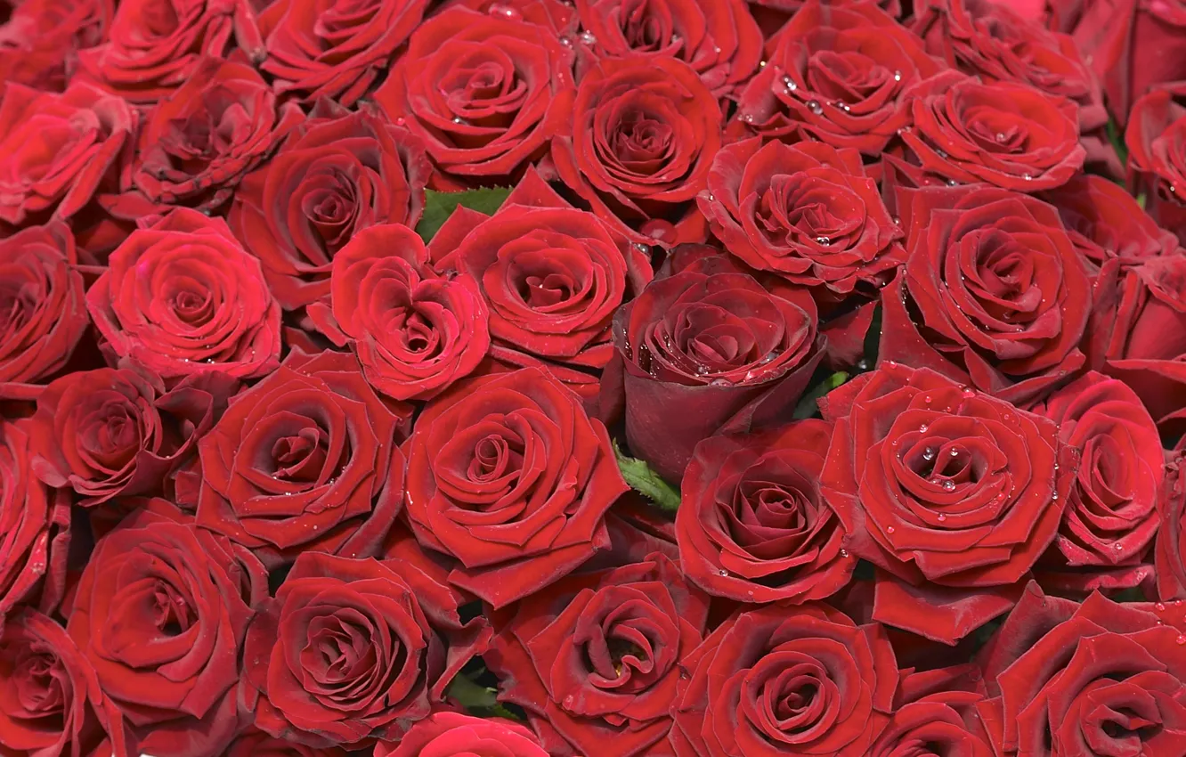 Photo wallpaper red, background, roses, bouquet, placer, buds