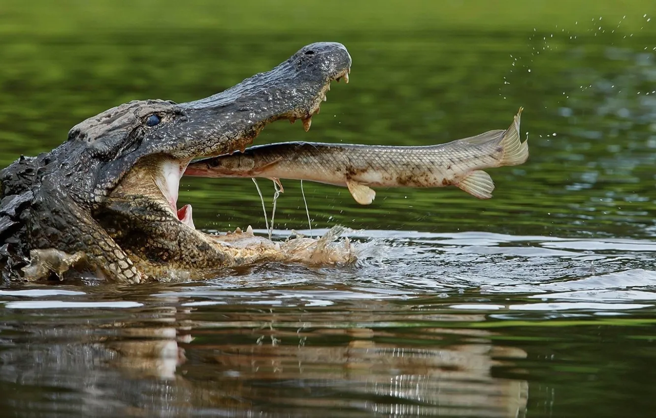Photo wallpaper fish, ate, crocodile, mouth, pike