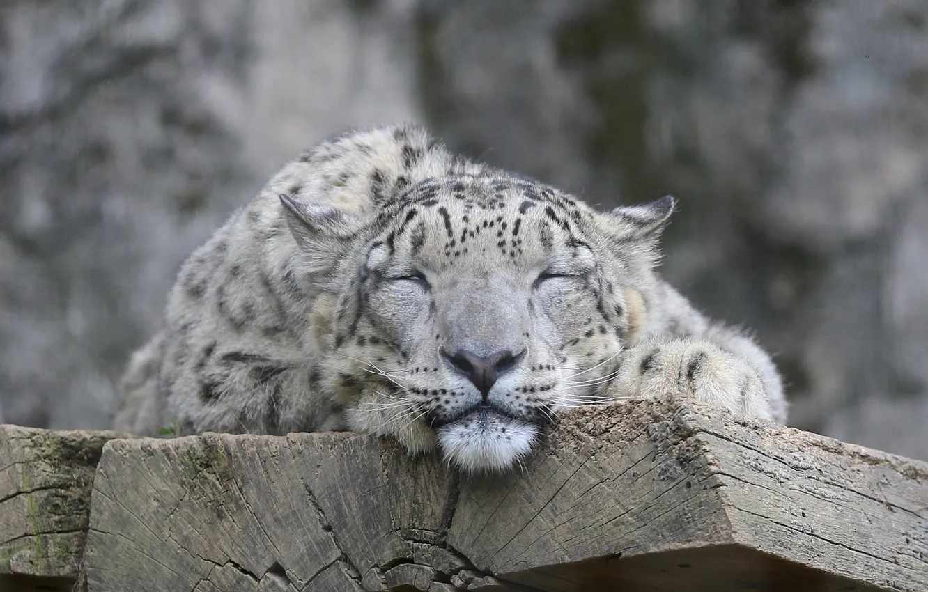 Photo wallpaper cat, face, IRBIS, snow leopard
