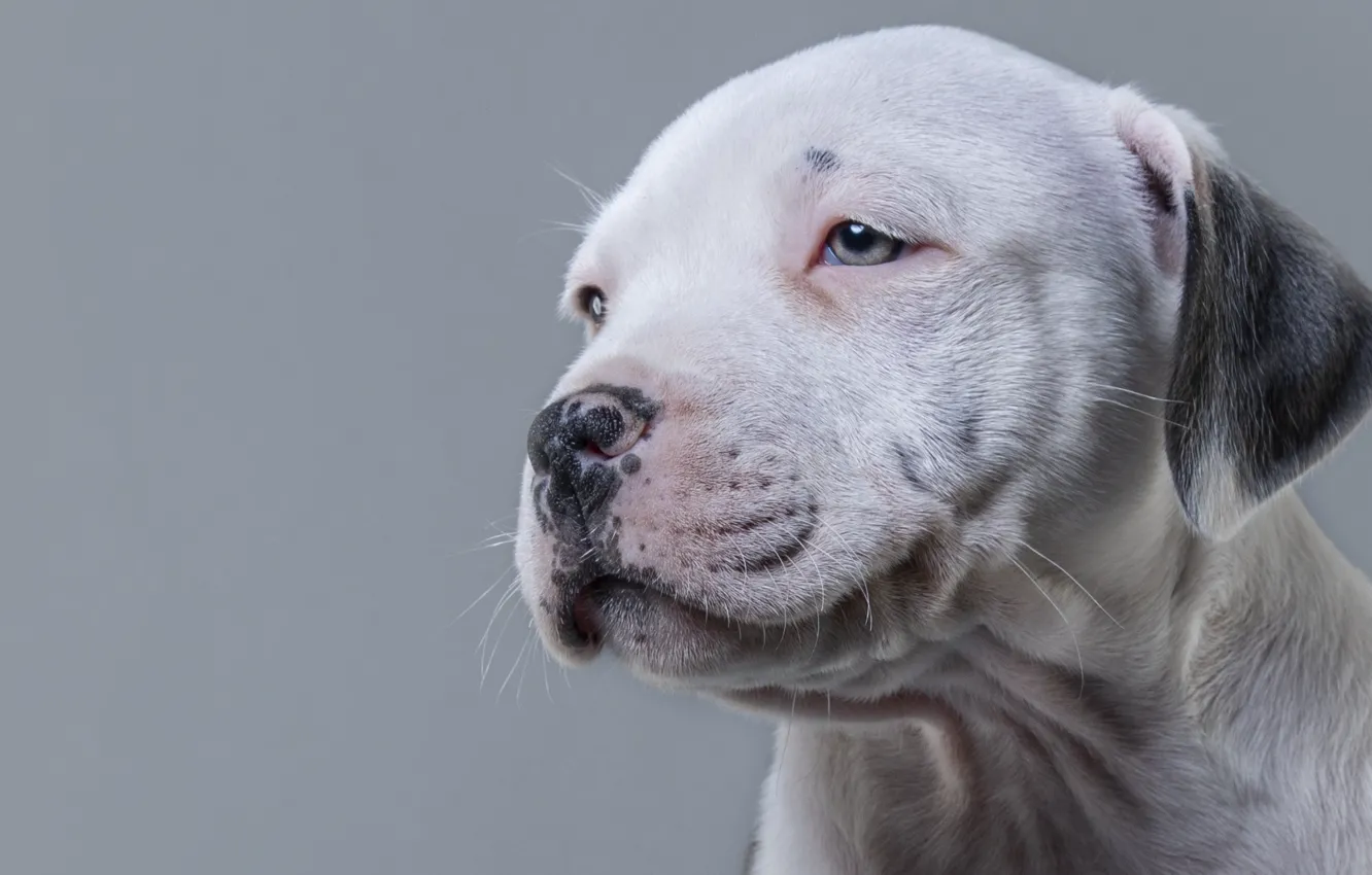 Photo wallpaper white, look, pose, background, portrait, dog, puppy, spout