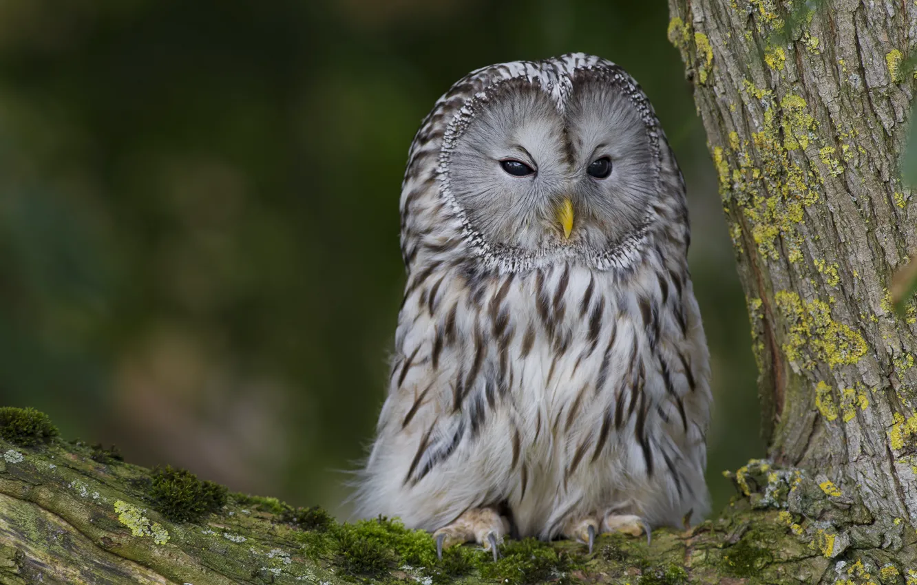 Photo wallpaper look, trees, branches, owl, bird, trunk, bark, bitches