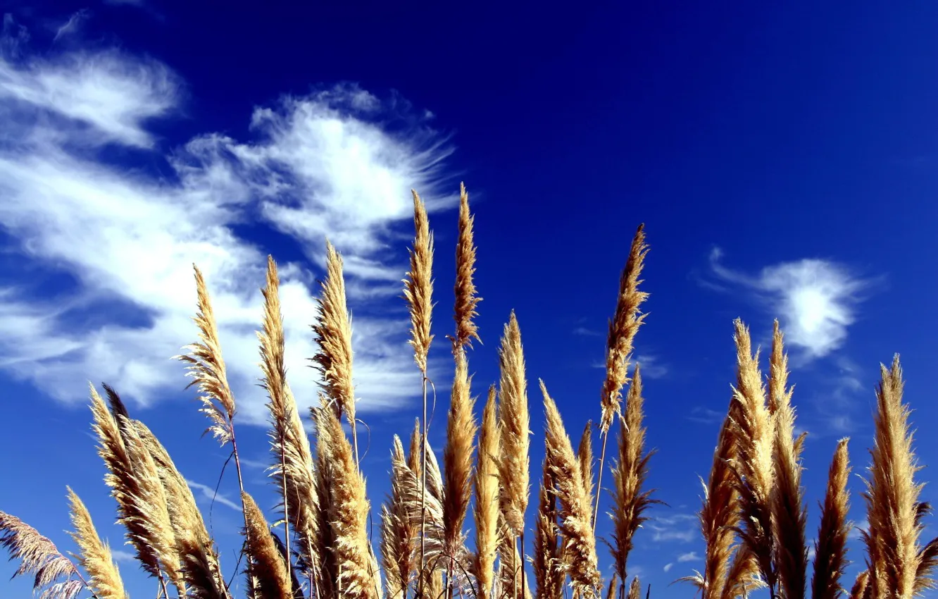 Photo wallpaper the sky, clouds, Grass