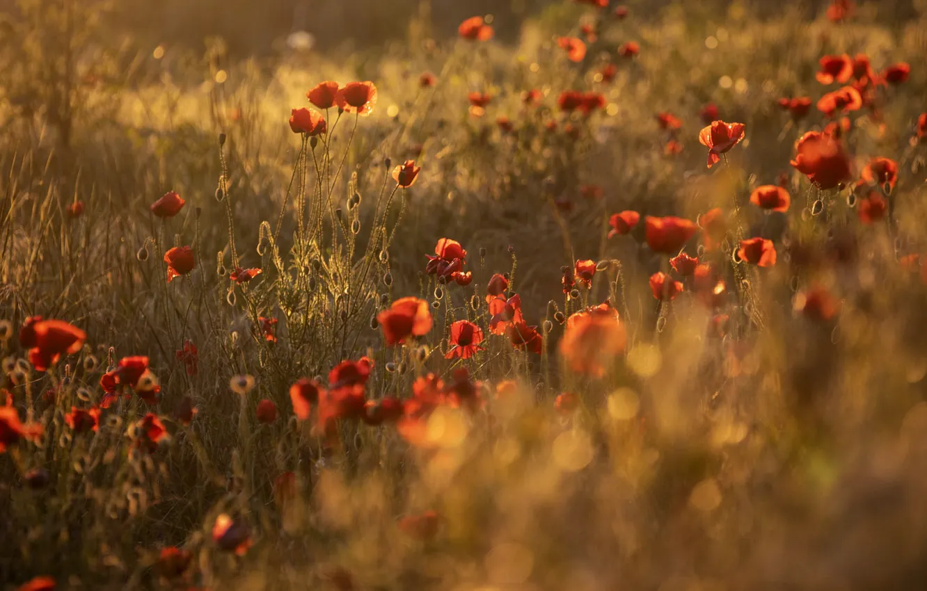 Photo wallpaper field, summer, light, flowers, glade, Maki, meadow, red