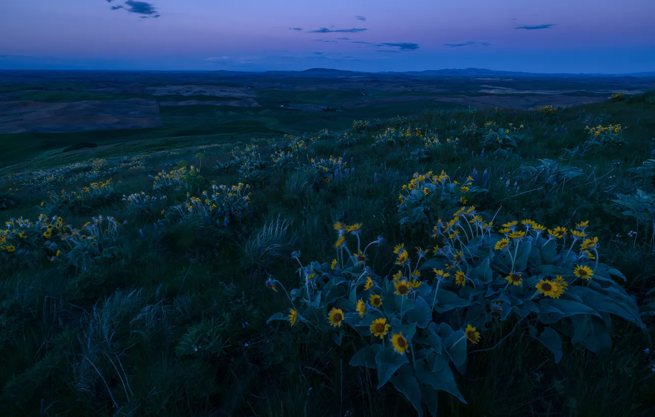 Photo wallpaper field, flowers, hills, the evening, twilight, balsamorhiza