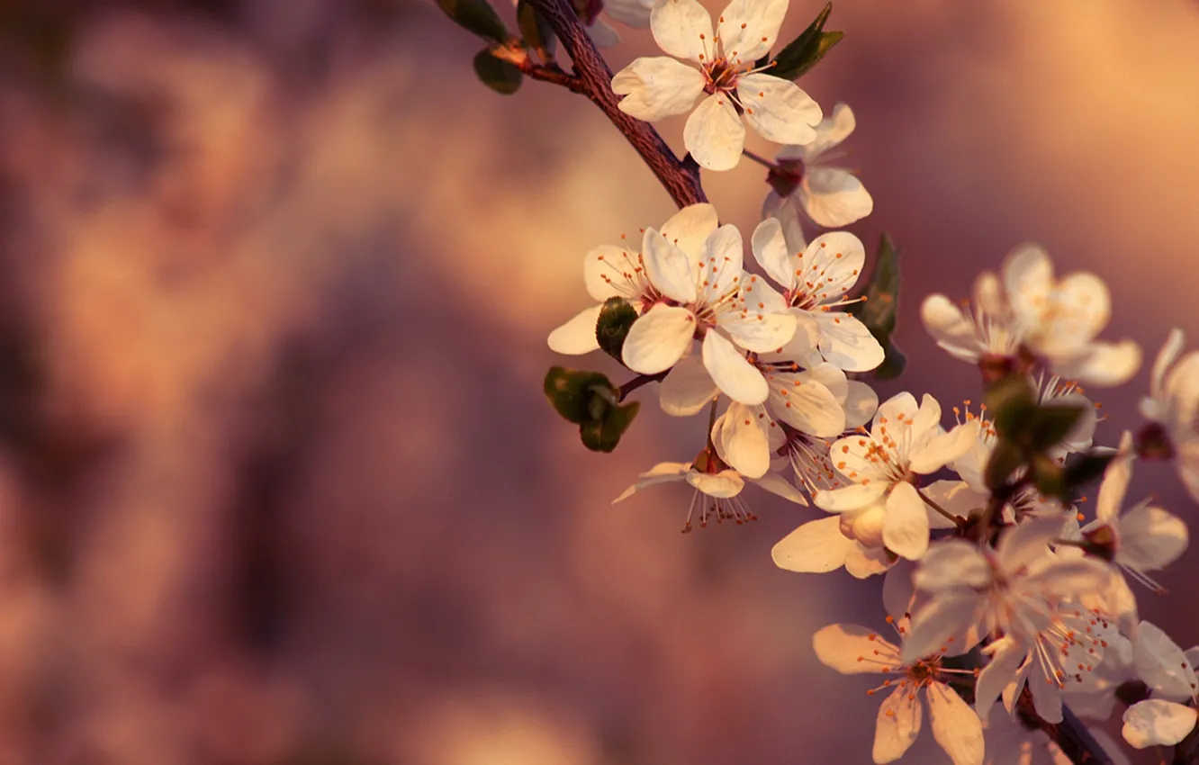 Photo wallpaper macro, flowers, cherry, color, branch, spring, flowering