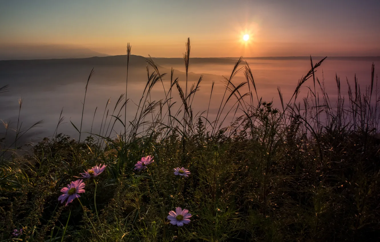 Photo wallpaper grass, the sun, sunset, flowers, shore, ears, pond, cosmos