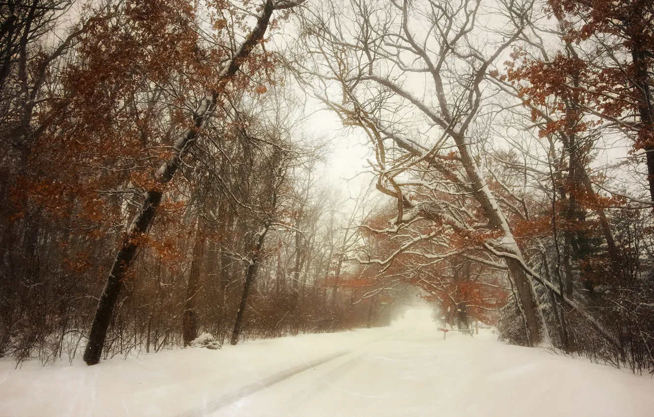 Photo wallpaper winter, road, snow, landscape