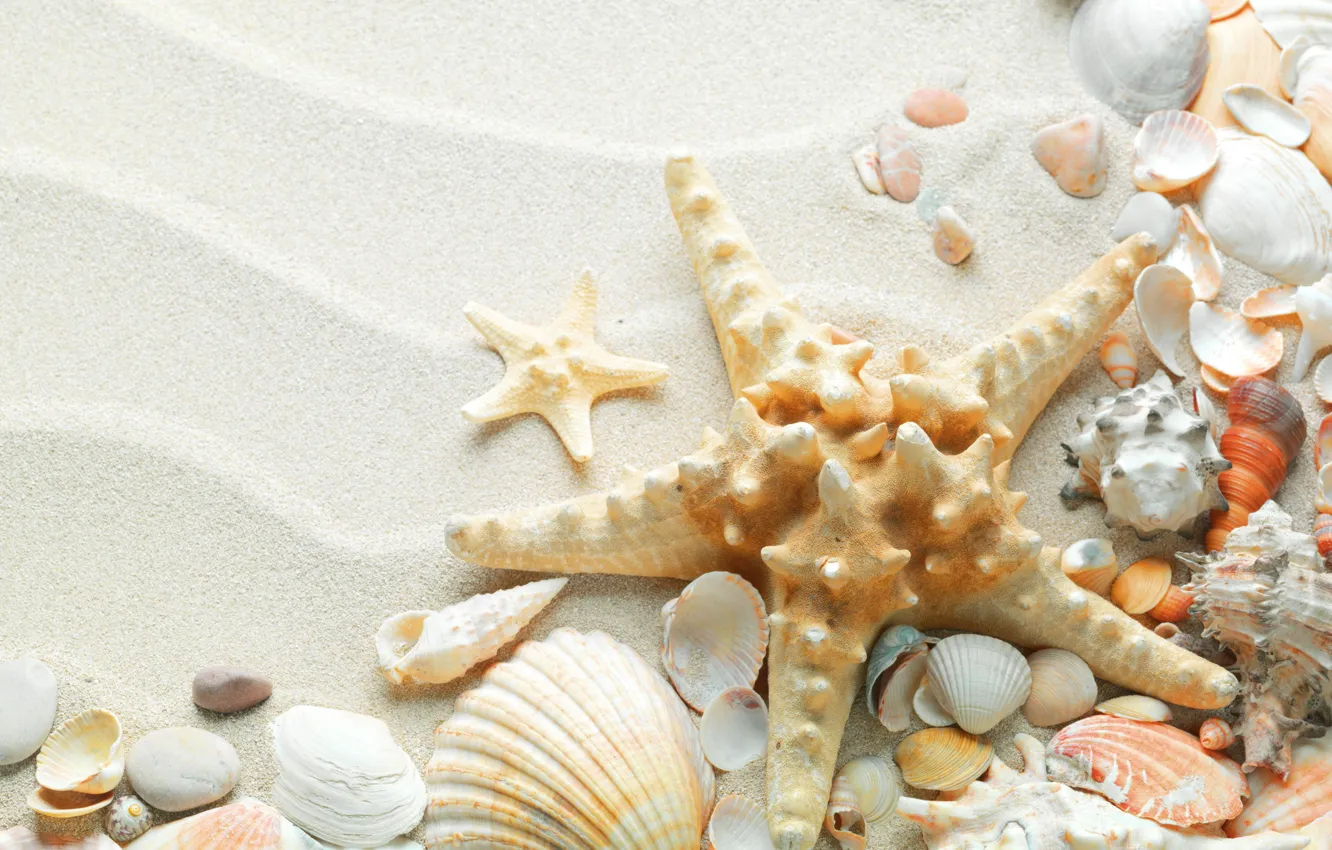 Photo wallpaper sand, sea, beach, summer, nature, the ocean, star, shell
