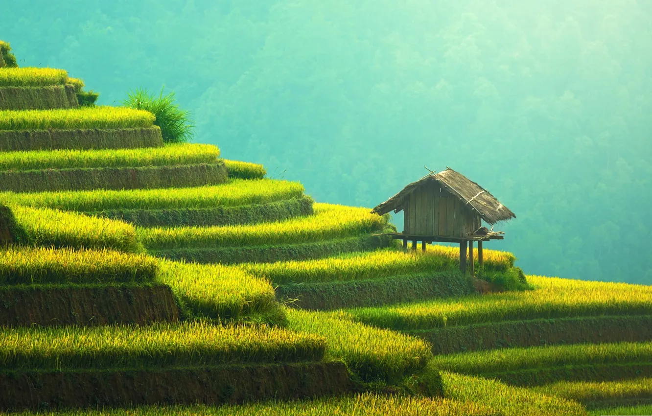 Photo wallpaper Asia, house, terrace, rice fields