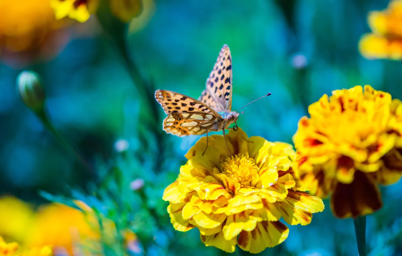 Photo wallpaper macro, flowers, nature, butterfly, yellow, insect, blue background, bokeh