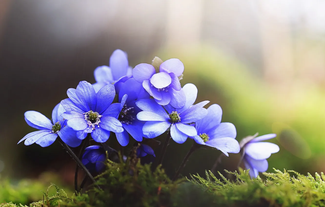 Photo wallpaper macro, flowers, nature