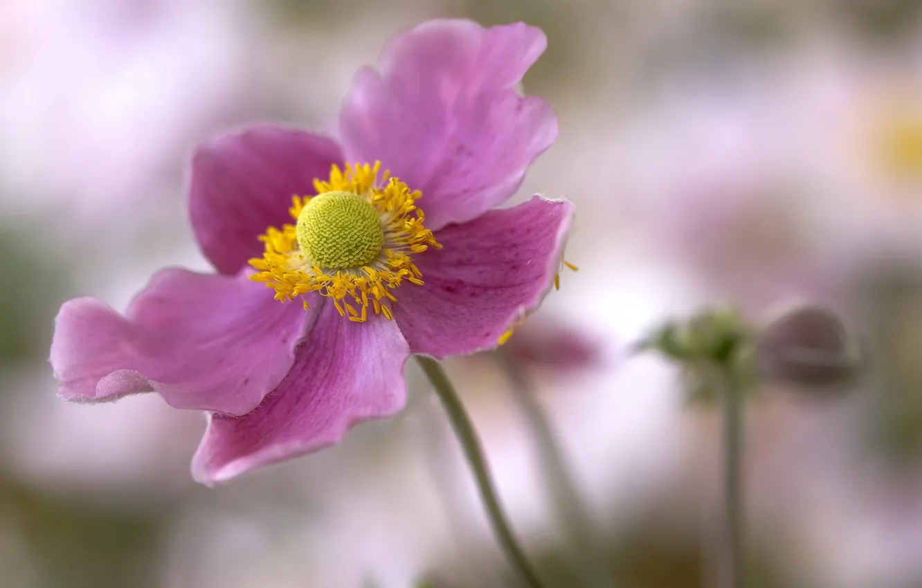 Photo wallpaper macro, flowers, nature