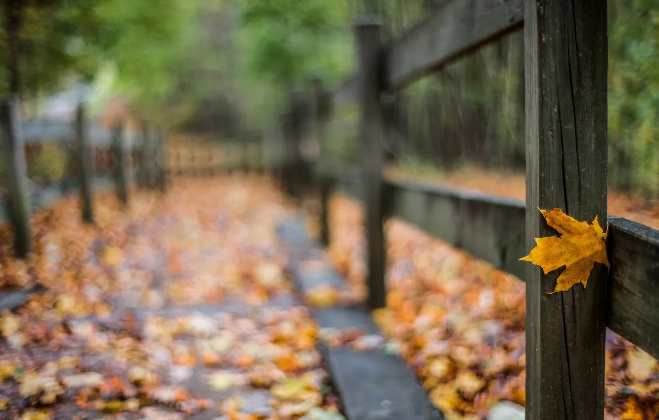 Photo wallpaper autumn, the city, street