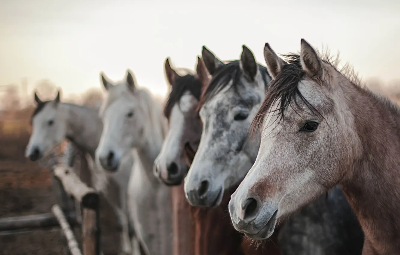 Photo wallpaper nature, background, horse