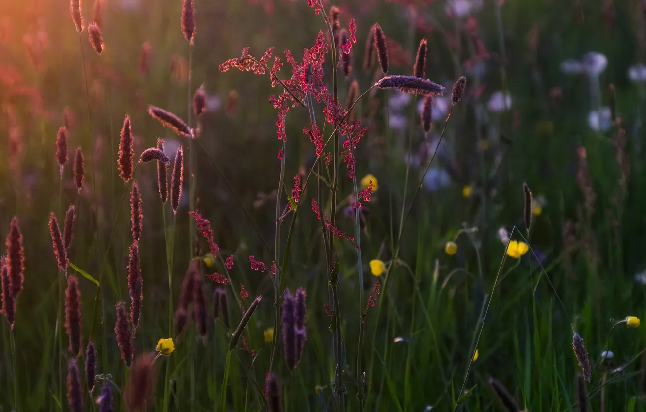 Photo wallpaper light, flowers, the evening, field