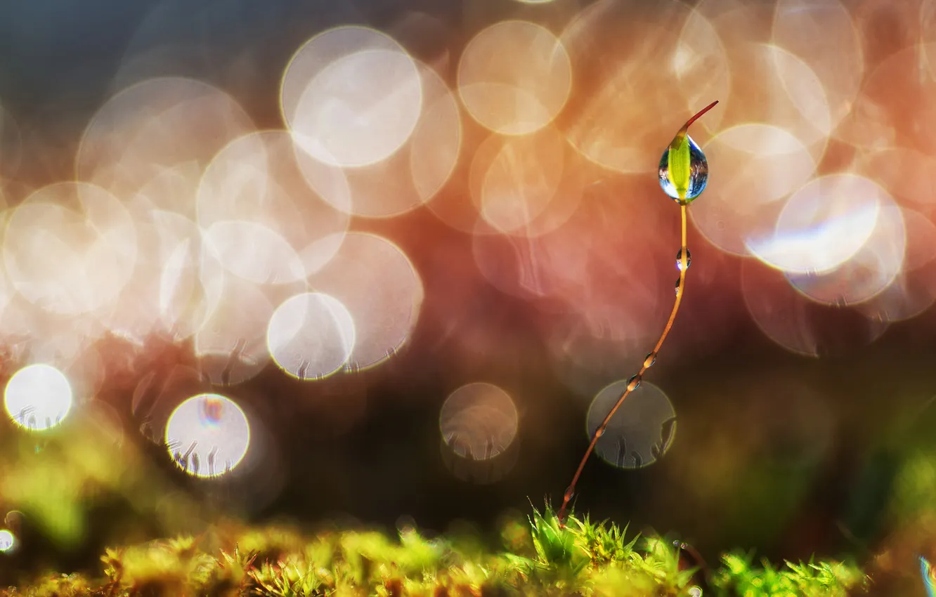 Photo wallpaper drops, macro, nature, Rostock, moss