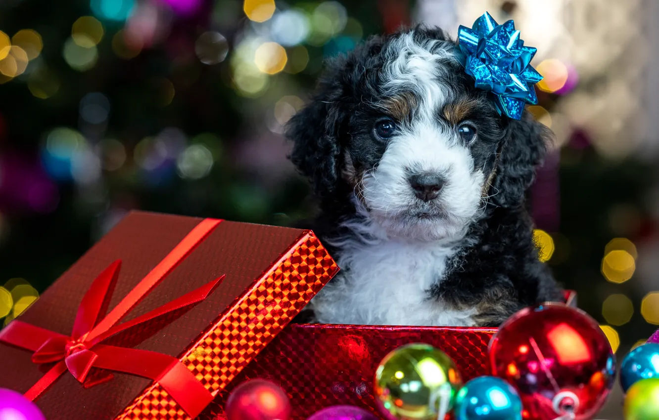 Photo wallpaper balls, glare, box, gift, baby, Christmas, puppy, New year