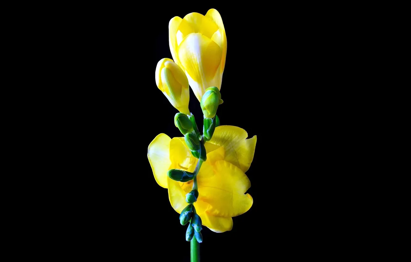 Photo wallpaper macro, black background, yellow flower, Freesia