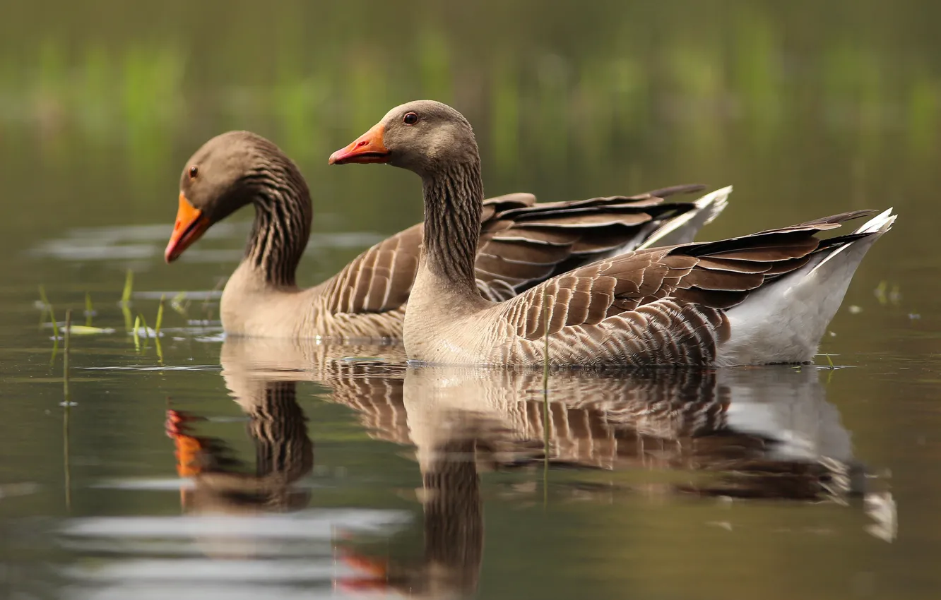 Photo wallpaper water, reflection, grey, bird, two, pair, pond, swimming