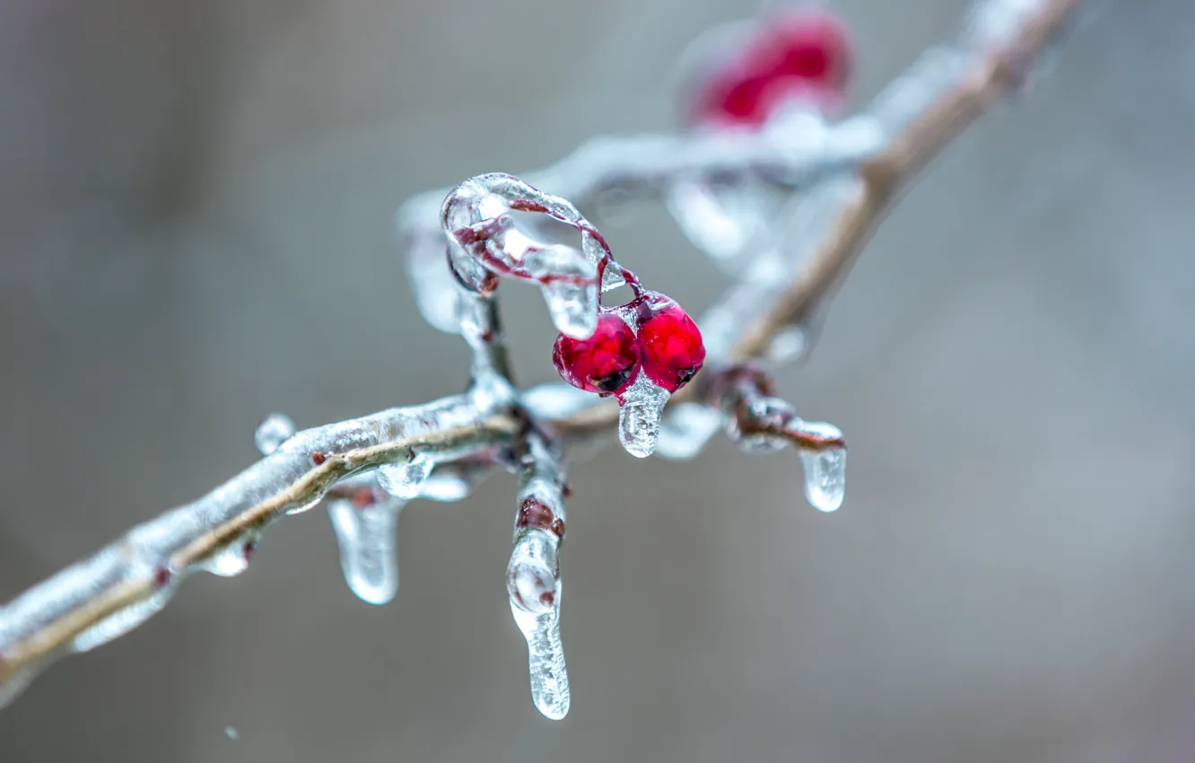 Photo wallpaper ice, branches, berries