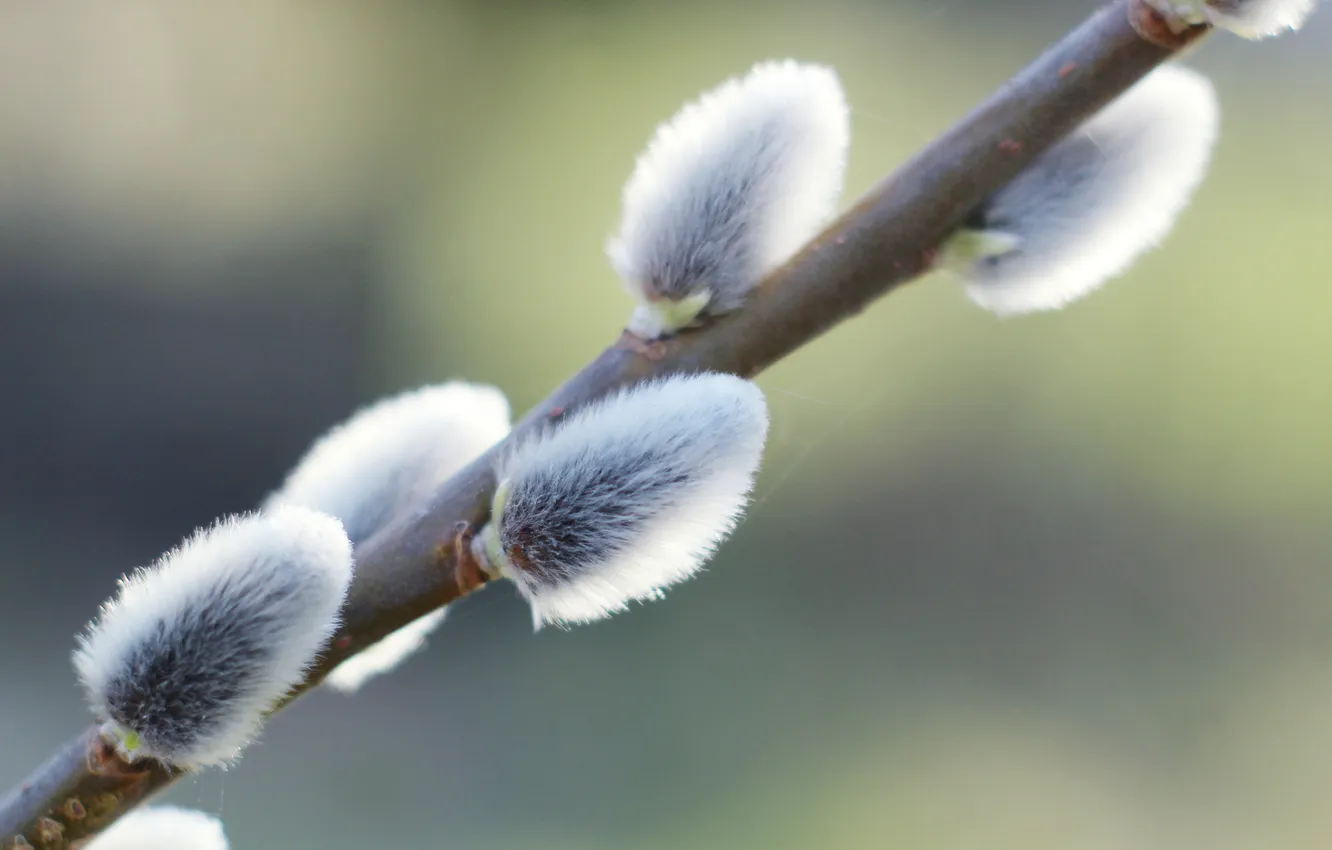 Photo wallpaper spring, plant, twig, kitten base