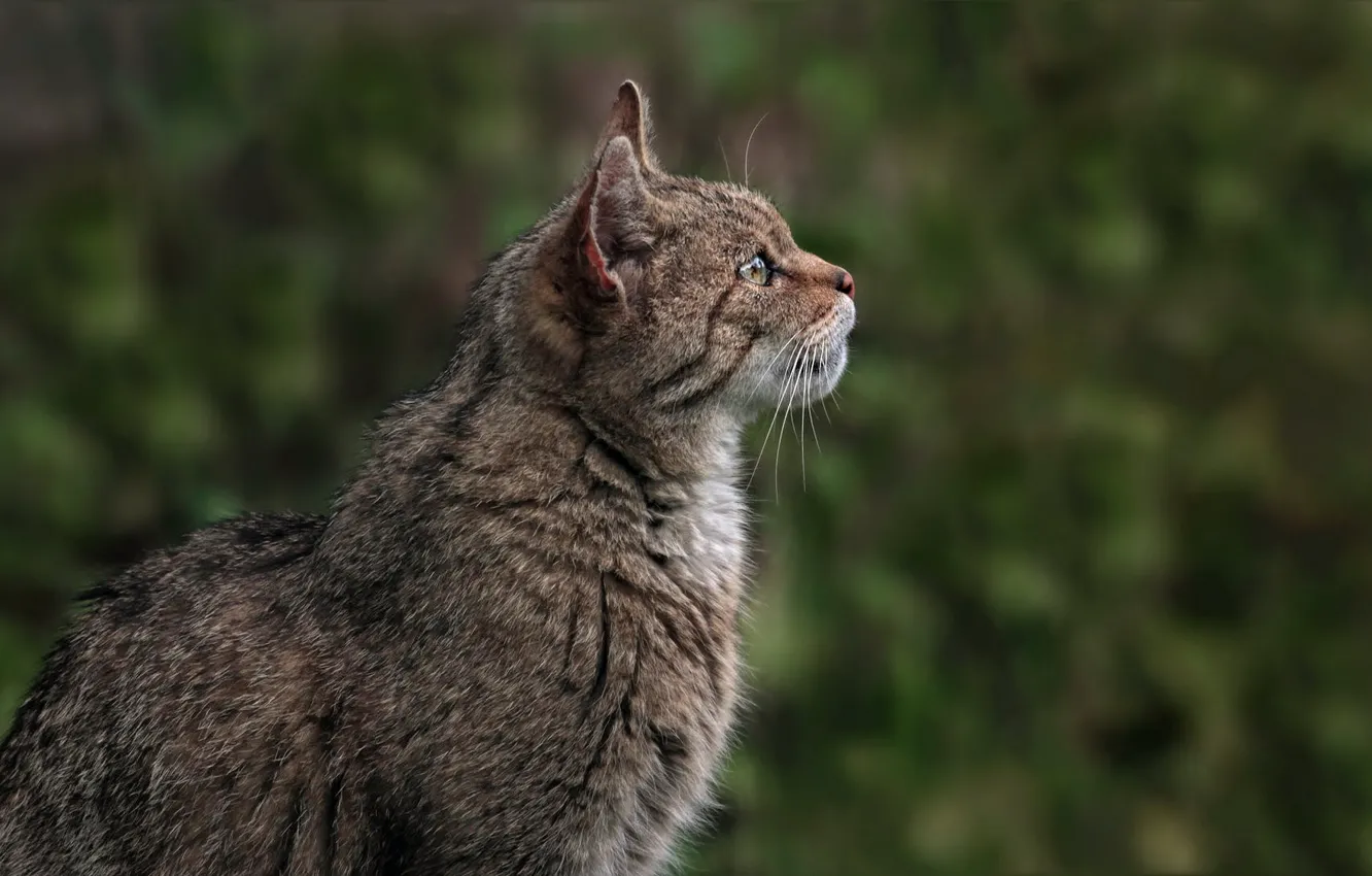 Photo wallpaper cat, look, face, profile, wild, forest, European, wild forest cat