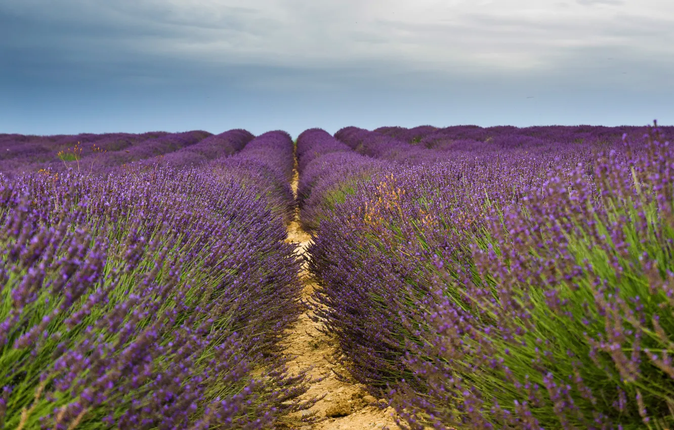 Photo wallpaper flowers, bushes, plantation, a lot, France, nature, boundary, Provence