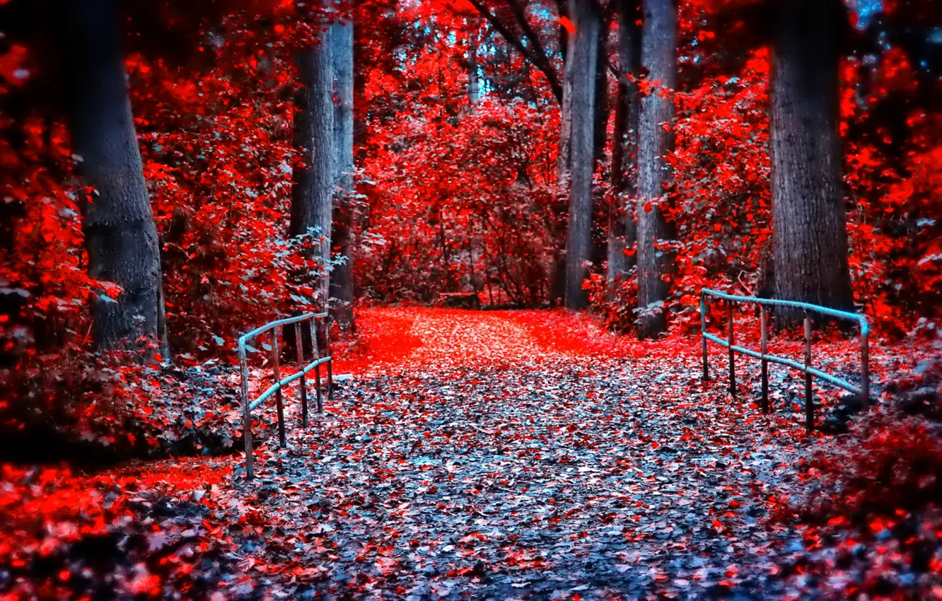 Photo wallpaper autumn, forest, leaves, trees, bridge, Park, paint, the crimson