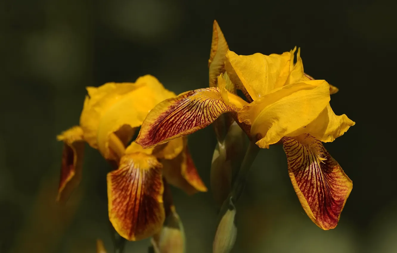 Photo wallpaper summer, flowers, background, iris