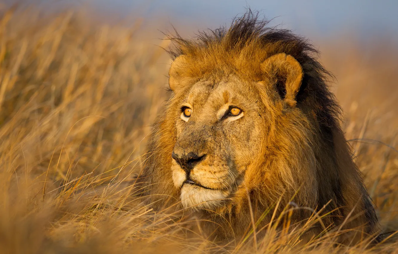 Photo wallpaper grass, face, portrait, Leo, mane, the king of beasts, wild cat
