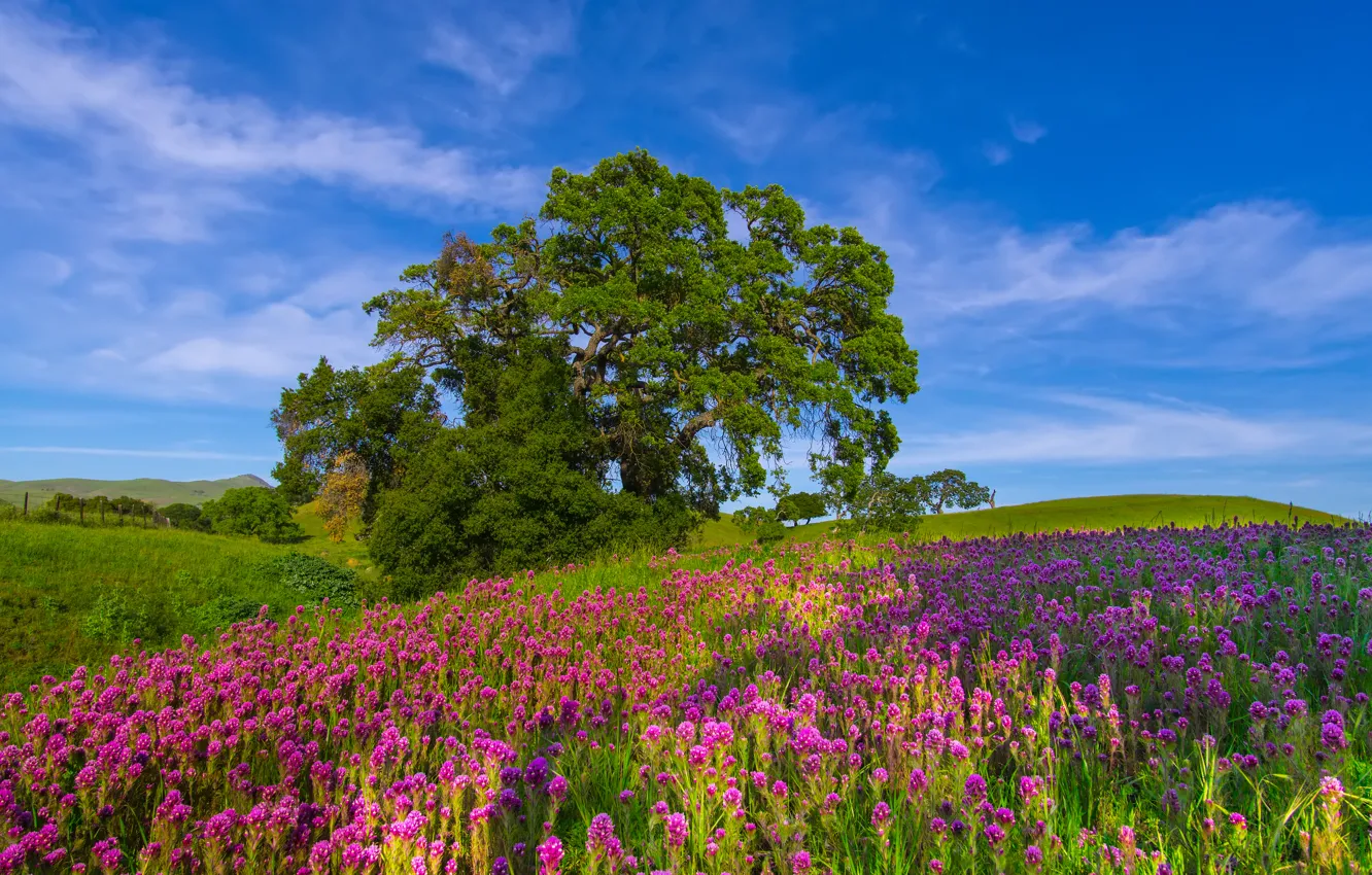 Photo wallpaper field, the sky, grass, landscape, flowers, tree, hills, meadow