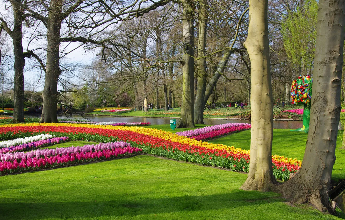 Photo wallpaper flowers, Park, river, spring, tulips, Netherlands, tulips, Netherlands