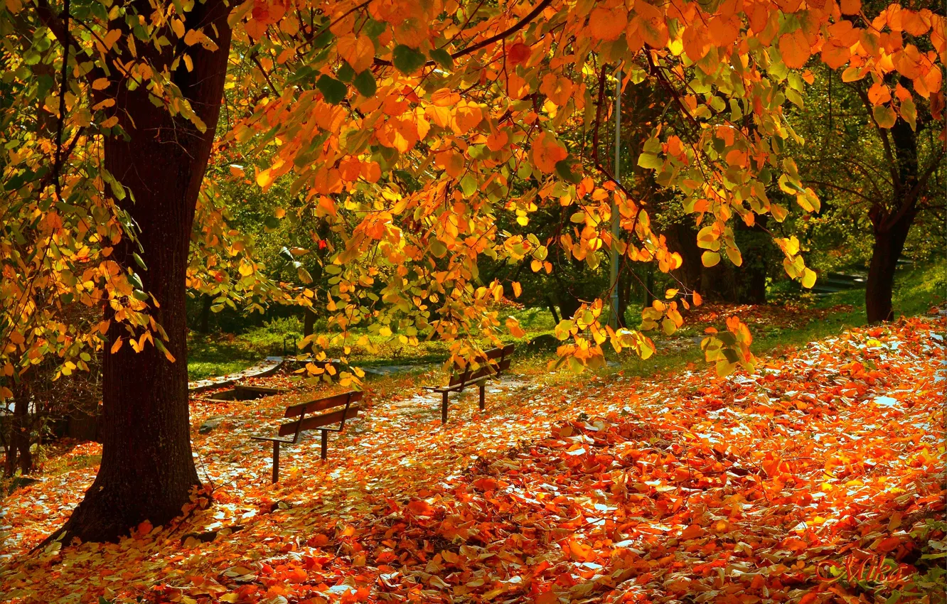 Photo wallpaper Autumn, Fall, Foliage, Autumn, Falling leaves, Leaves