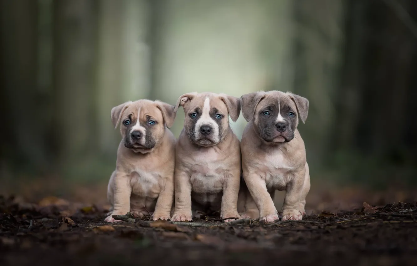 Photo wallpaper puppies, trio, bokeh, Trinity, Pit bull terrier