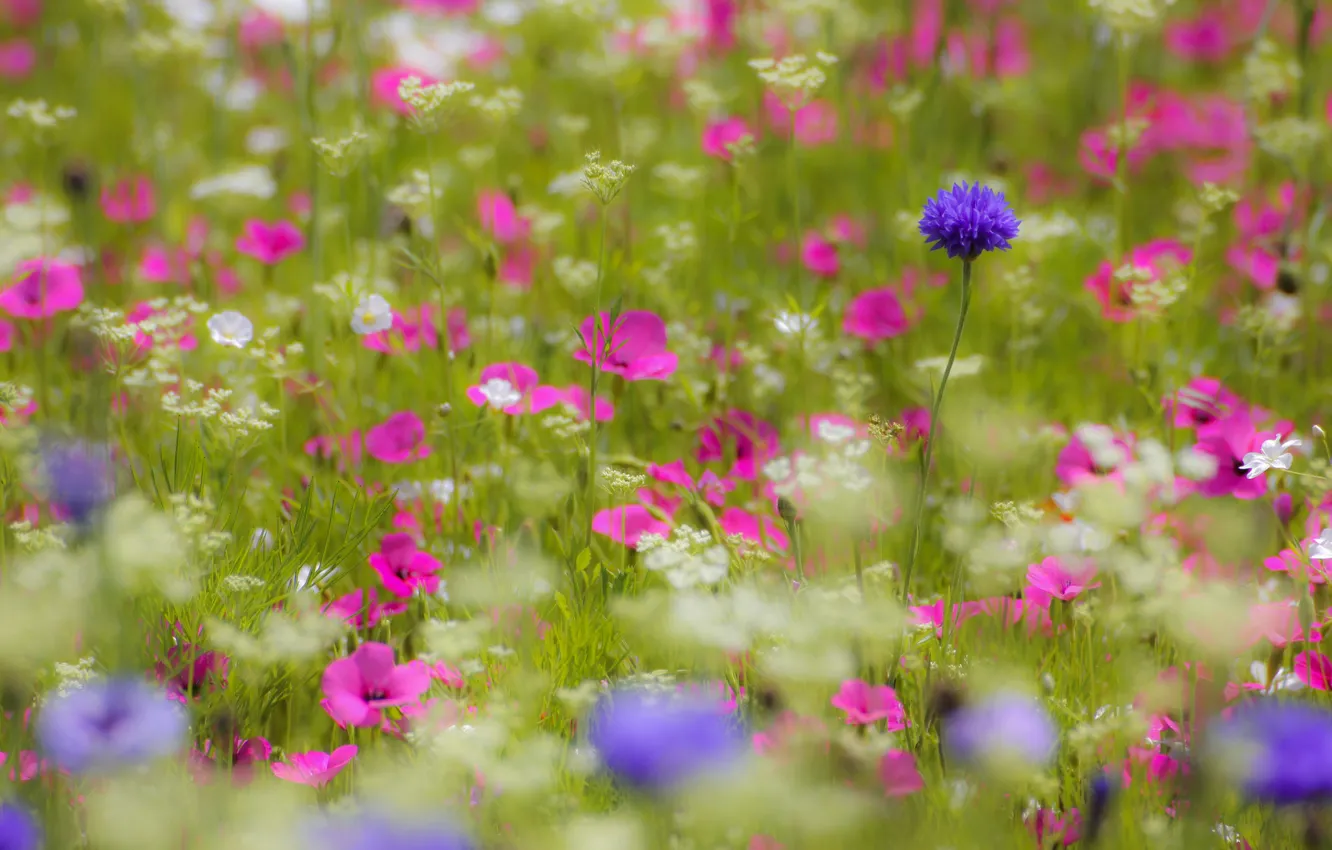 Photo wallpaper flowers, Field, petals, blur, pink, white, lilac