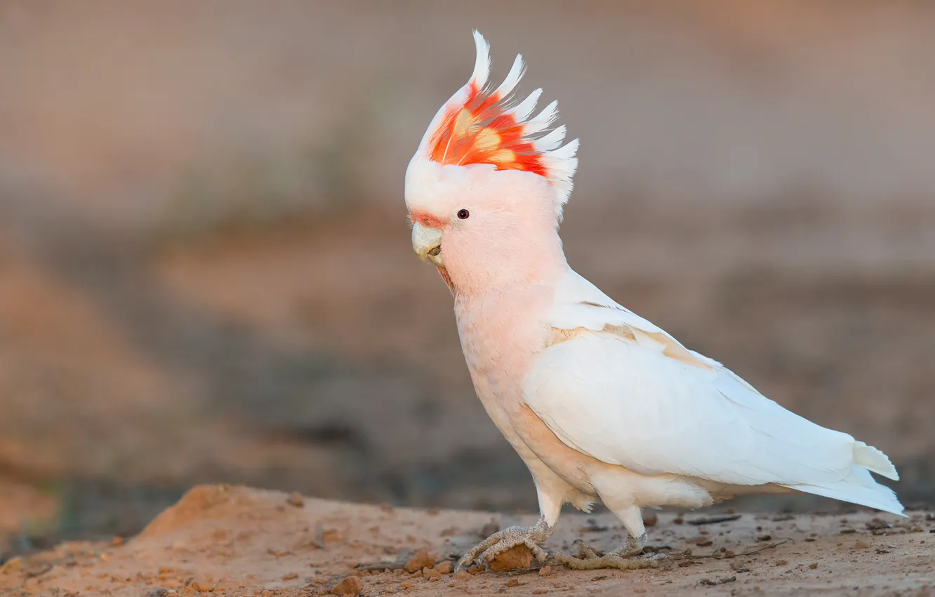 Photo wallpaper background, pink, bird, parrot, crest, cockatoo